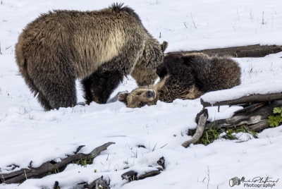 Snow and Cub May 2025